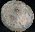 Petrified Wood (Sycamore) End Cut - Oregon #28262-1